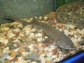 Смотреть фото Сибирский осётр Фото Сибирский осётр