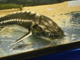 Смотреть фото Русский осётр Фото Русский осётр