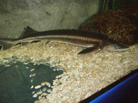 Смотреть фото Шип Фото Шип