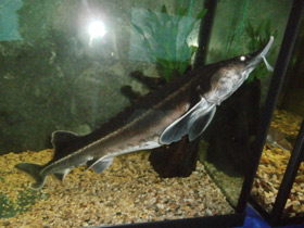 Фото Бестер