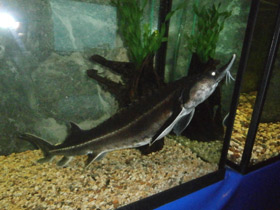 Фото Бестер