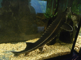 Фото Бестер