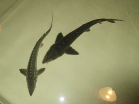 Смотреть фото Калуга Фото Калуга