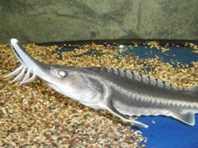 Фото Белуга