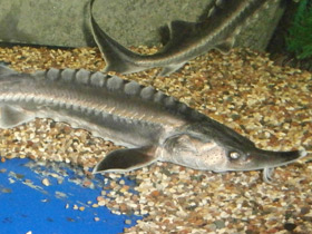 Фото Белуга