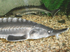 Фото Белуга