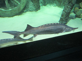 Фото Белуга