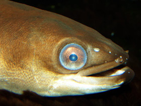 Угорь. Рыба-феномен Угорь. Рыба-феномен