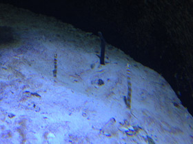 Фото Великолепная горгасия