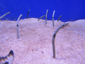 Фото Леопардовый угорь