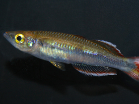 Фото Бедоция альбомаргината