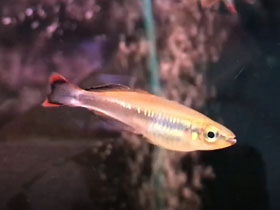 Фото Краснохвостая бедоция