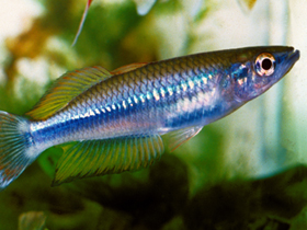 Фото Карликовая бедоция