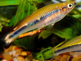 Фото Коричнево-желтая бедоция