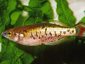 Фото Бедоция мароджеджи