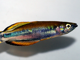 Фото Мадагаскарская бедоция