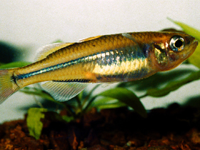 Фото Rheocles alaotrensis