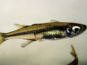 Фото Teramulus waterloti
