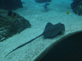 Фото Американский хвостокол