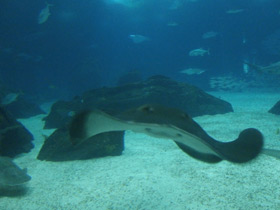 Фото Американский хвостокол