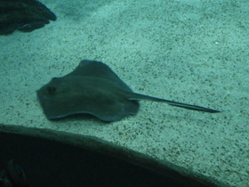 Фото Американский хвостокол