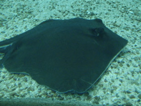 Фото Американский хвостокол