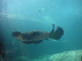 Фото Американский хвостокол