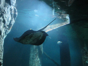 Фото Американский хвостокол