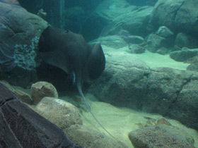 Фото Американский хвостокол