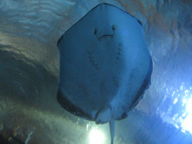 Фото Американский хвостокол