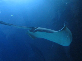 Фото Американский хвостокол