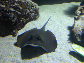 Фото Синепятнистый хвостокол Кюля