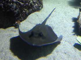 Фото Синепятнистый хвостокол Кюля