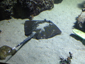 Фото Синепятнистый хвостокол Кюля