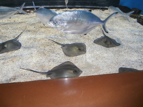 Фото Морской кот