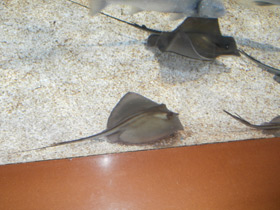 Фото Морской кот