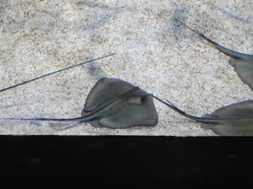 Фото Морской кот