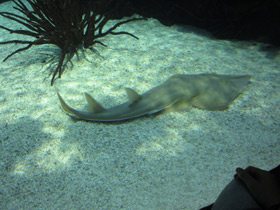 Фото Гитарный скат