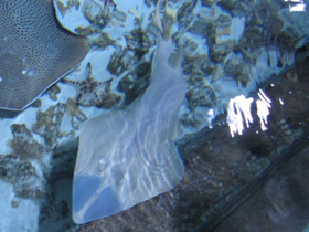 Фото Гитарный скат