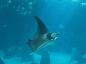 Фото Европейская мобула