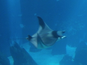 Фото Европейская мобула