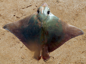 Фото Aetobatus flagellum