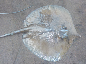 Фото Fontitrygon margarita