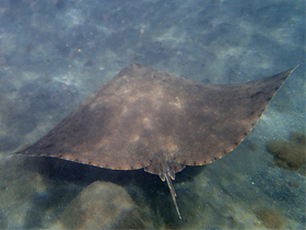 Фото Атлантический скат-бабочка