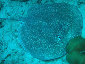 Фото Африканский голохвост