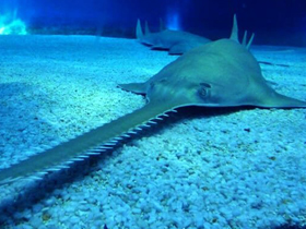 Фото Азиатский пилорыл