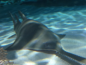 Фото Гребенчатый пилорыл