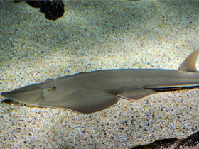 Фото Средиземноморский гитарный скат