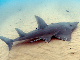 Фото Rhynchobatus australiae