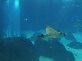 Фото Бычий орляк